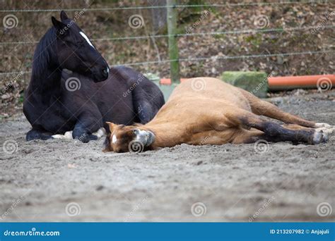Do Horses Lay Down When They Re Sleeping at George Ochoa blog