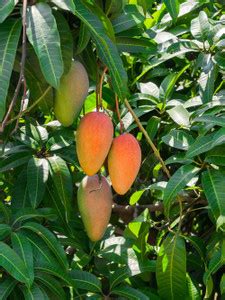 SAVE GREEN Mango Plant Price in India - Buy SAVE GREEN Mango Plant ...