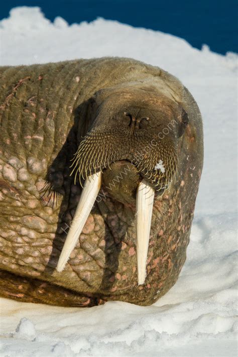 2 years photography course in canada