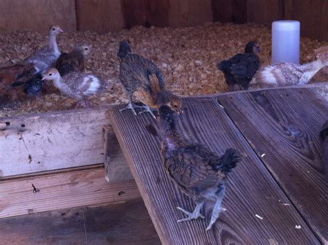 Putting 3 week old chicks in the coop with heat lamp | BackYard ...