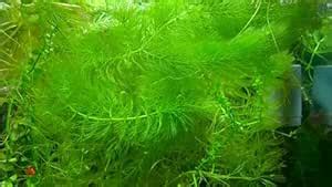 Hornwort Aquarium Plant Live|Aqua Space Hornwort Aquarium Plants Live ...