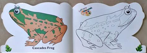 Frogs - Funky Copy Colouring – Books and You