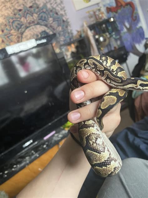 Image result for Fancy Ball Python