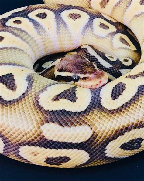 Ball Python Song 的图像结果