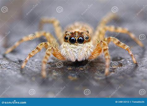 Little Spanish Jumping Spider Stock Photo - Image of fear, outdoor ...