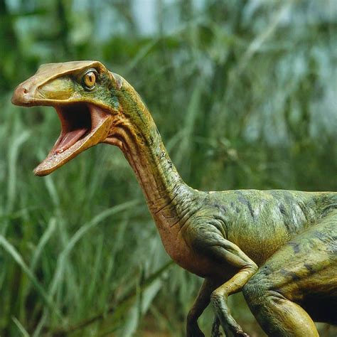 Compsognathus (Jurassic Park Novel) by prehistoricpark96 on DeviantArt