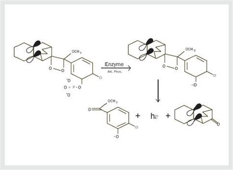 β-Galactosidase Chemiluminescent Substrates - Giri Diagnostic Kits and ...