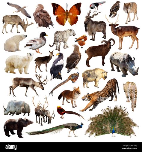 Images Of Animals In India