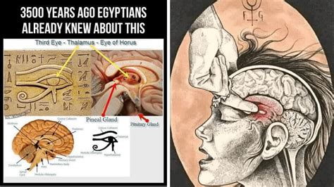 Eye Of Horus Pineal Gland