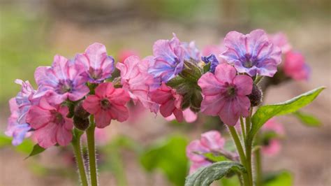 39 Stunning Perennials That Bloom In The Shade