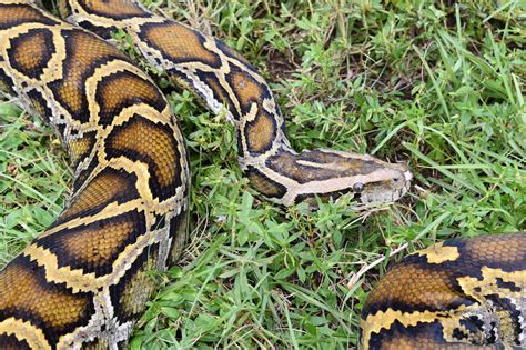 Burmese Python Invasion 的图像结果