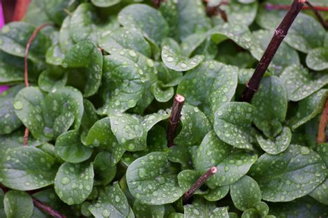 Corn Salad – Seed Savers Connect