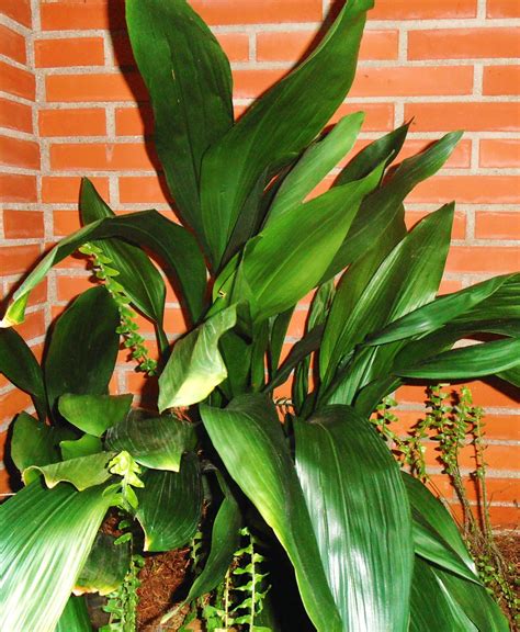 LA VENTANA DE JAVIRULI: ASPIDISTRA O HOJAS DE SALÓN (Aspidistra elatior)