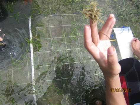 Image result for Sampling Methods Tagalog