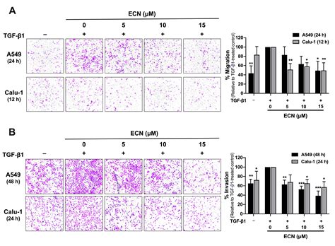Eurycomanone Blocks TGF-β1-Induced Epithelial-to-Mesenchymal Transition ...