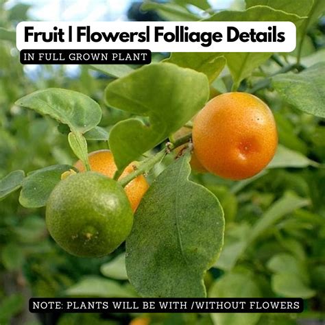 Miniature Mosambi / Sweet Lemon Miniature (Citrus limetta) Fruit Live ...