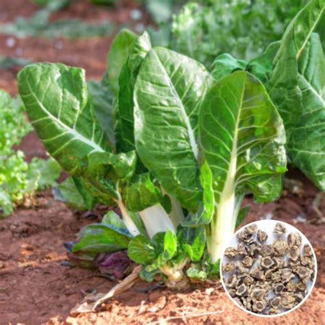 Buy Swiss Chard Seeds Online in India