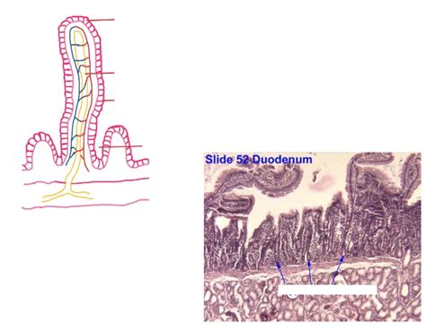Duodenum - Crypts of Lieberkuhn Quiz