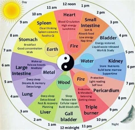 Chinese Medicine Wheel 2 AM Guide