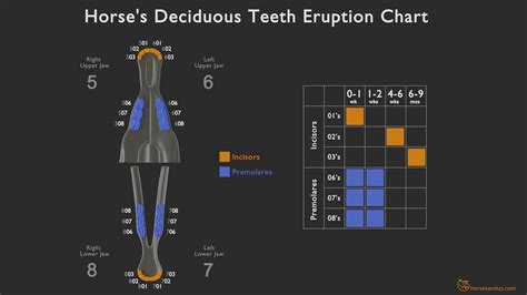 How to tell a horse's age by its teeth: Ultimate Guide