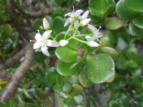 Crassula ovata - Geldboom, Kerky bush, jade plant, pink joy, Beestebul ...