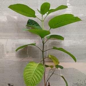 Kadamba flower plant | Pack of 2 plant : Amazon.in: Garden & Outdoors