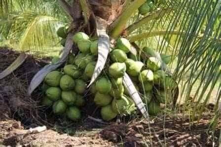 Creative Farmer Live Plant Keralas Rare Hybrid Dwarf Variety Coconut ...