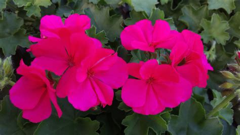 Types Of Geraniums: Annuals Perennials And Evergreens | GardeningLeave