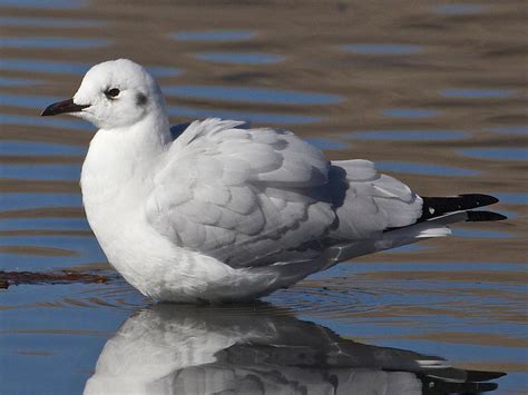 Gaviota Andina - eBird