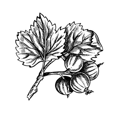 Currant branch hand drawn black and white graphic vector illustration ...
