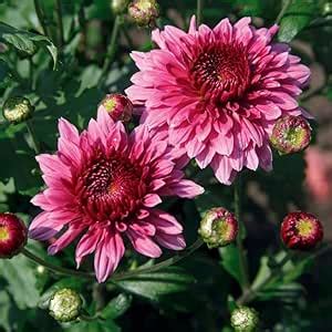 Chrysanthemum saplings indoor plants, Guldaudi, samanthi ...