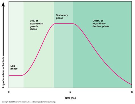 Image result for Exponential Phase Graph
