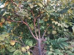 Aro Custard Apple, sitafal, sitaphal Seed Price in India - Buy Aro ...