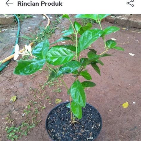 Jual pohon melati dengan pot gantung - Kota Tangerang Selatan - Andin ...