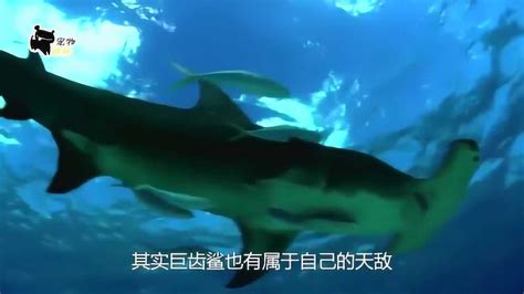 《巨齿鲨》上映了，来说说里面的巨齿鲨战斗力究竟几何？_百科TA说