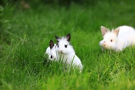 Image result for Group White Bunnies