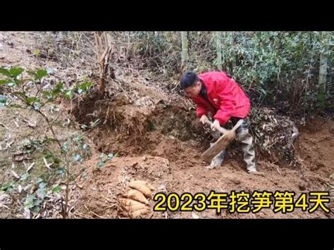 2023年挖冬笋第4天小竹林里冬笋长得真猛4棵竹子挖10多斤 - YouTube