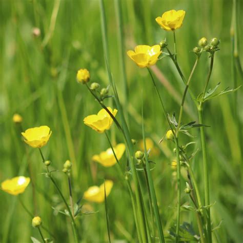 Meadow Buttercup Seeds Ranunculus acris Yellow Wildflower Perennial ...