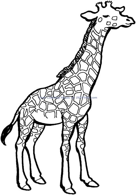 Coloring Pages Giraffes