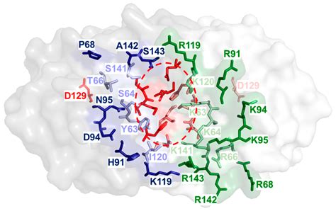 Decoding Essential Amino Acid Residues in the Substrate Groove of a Non ...