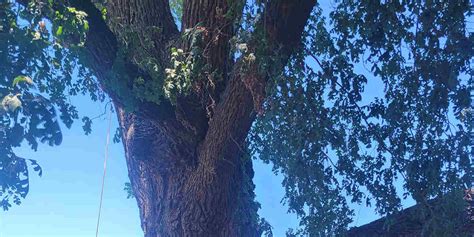 How to Save Split Tree Trunk Small Tree 的图像结果