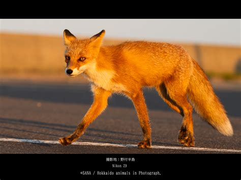 A happy new year. | Hokkaido animals in Photograph.