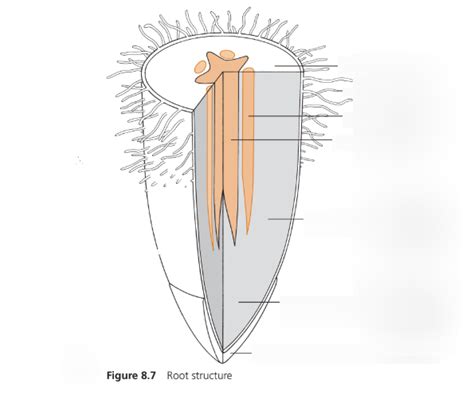 Root Struct 的图像结果