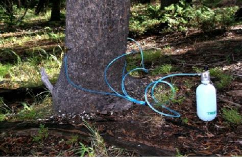 Image result for Tree Injection Insecticide