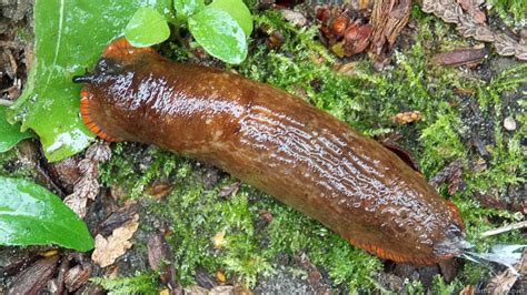 Download Vibrant Spanish Orange Slug In A Natural Setting Wallpaper ...