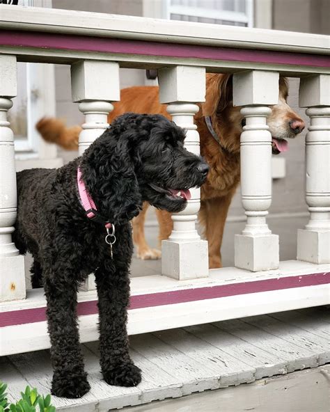 Image result for Cockapoo Training