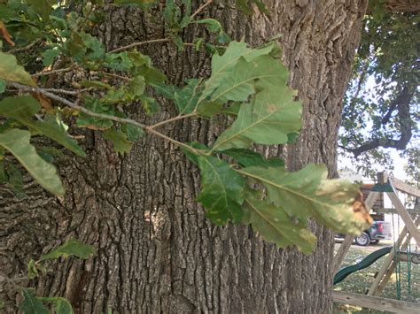Burr Oak Propagation at Gary Norris blog