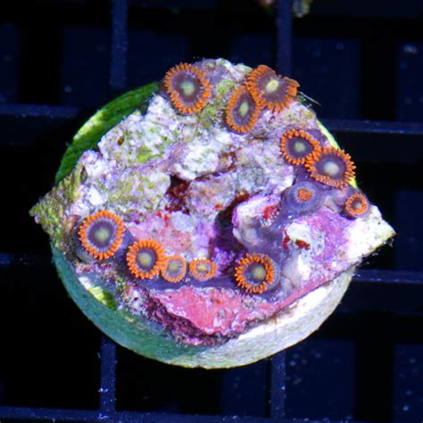 RCA First Friday After Hours Sale March 2nd! - River City Aquatics ...