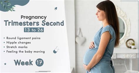 Pregnancy Trimester 2 Week 17- StarAndDaisy