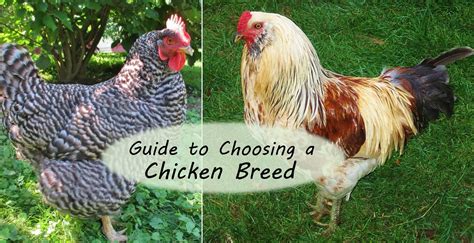 Best Breeds Of Chickens at Ryan Bruce blog